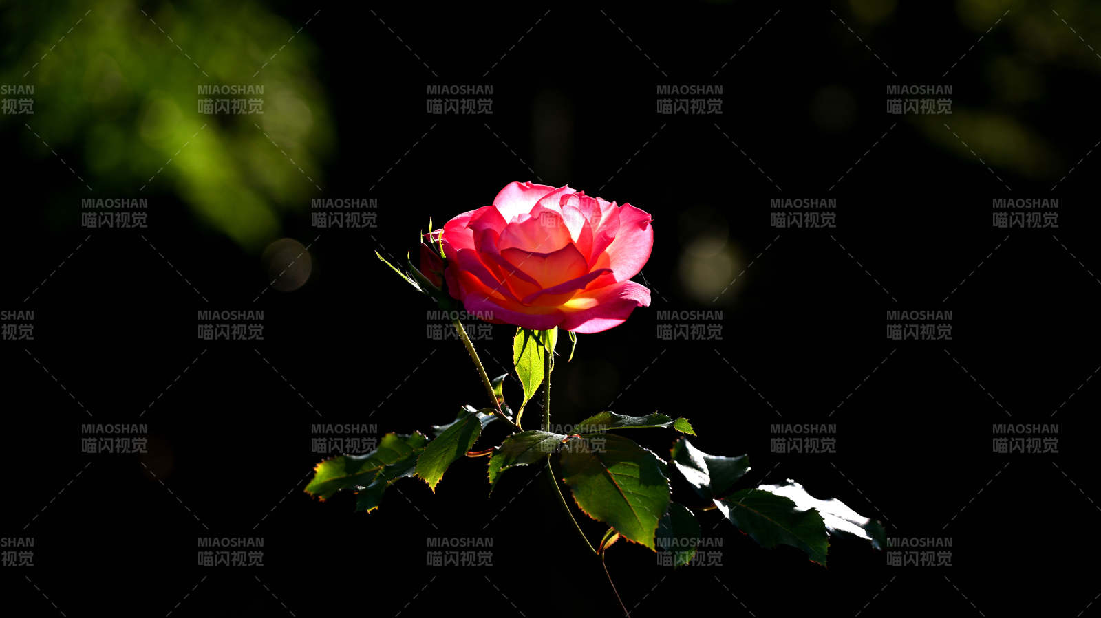 玫瑰绽放于暗影中图片