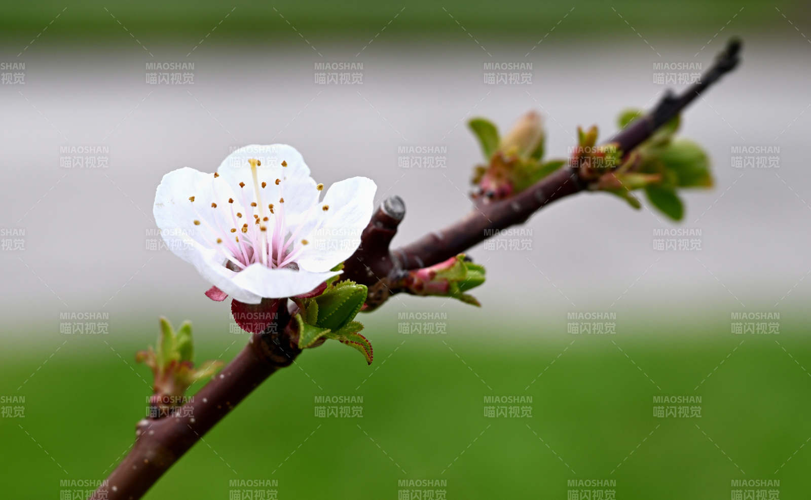 春日樱花绽放图片