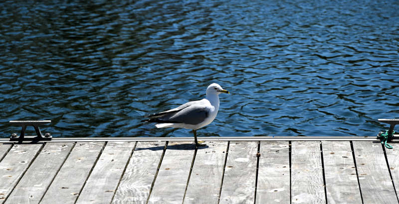 湖畔孤鸟静立图片