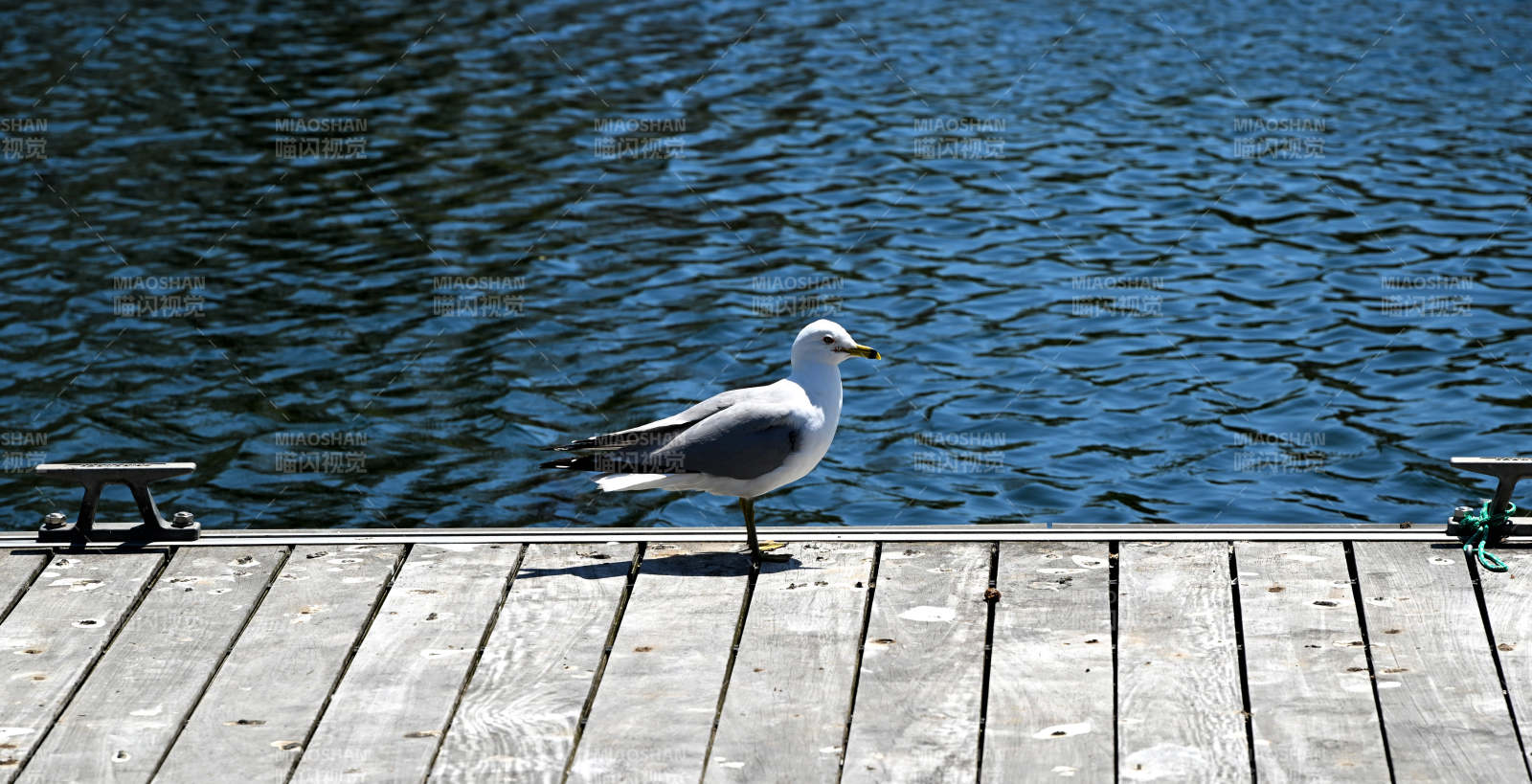 湖畔孤鸟静立图片