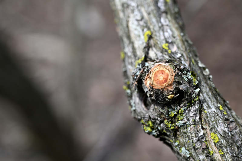 树干上的年轮特写图片