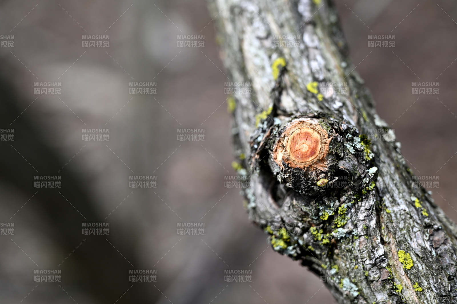 树干上的年轮特写图片
