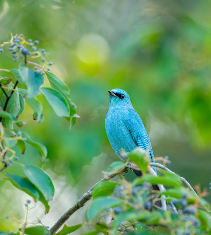 蓝鸟栖枝 绿意盎然图片