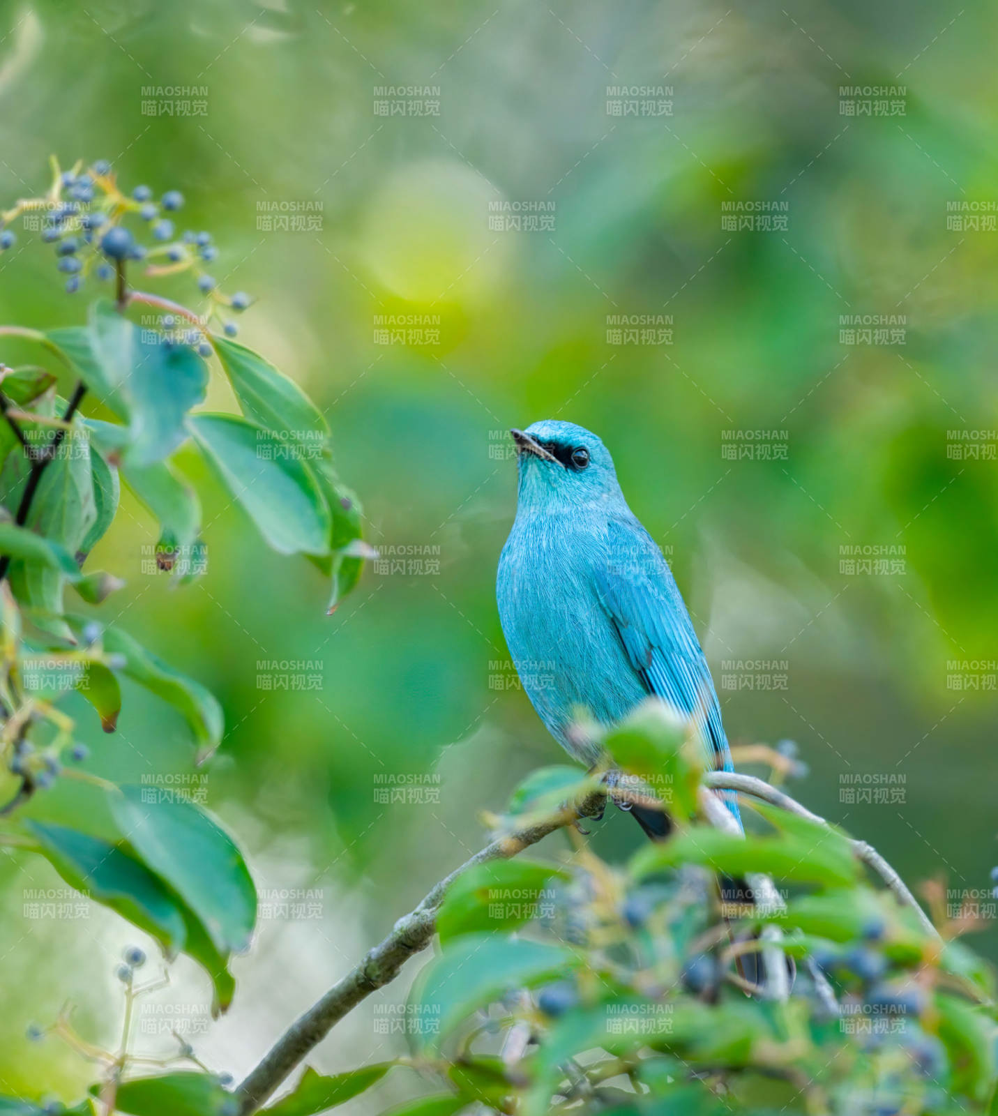 蓝鸟栖枝 绿意盎然图片