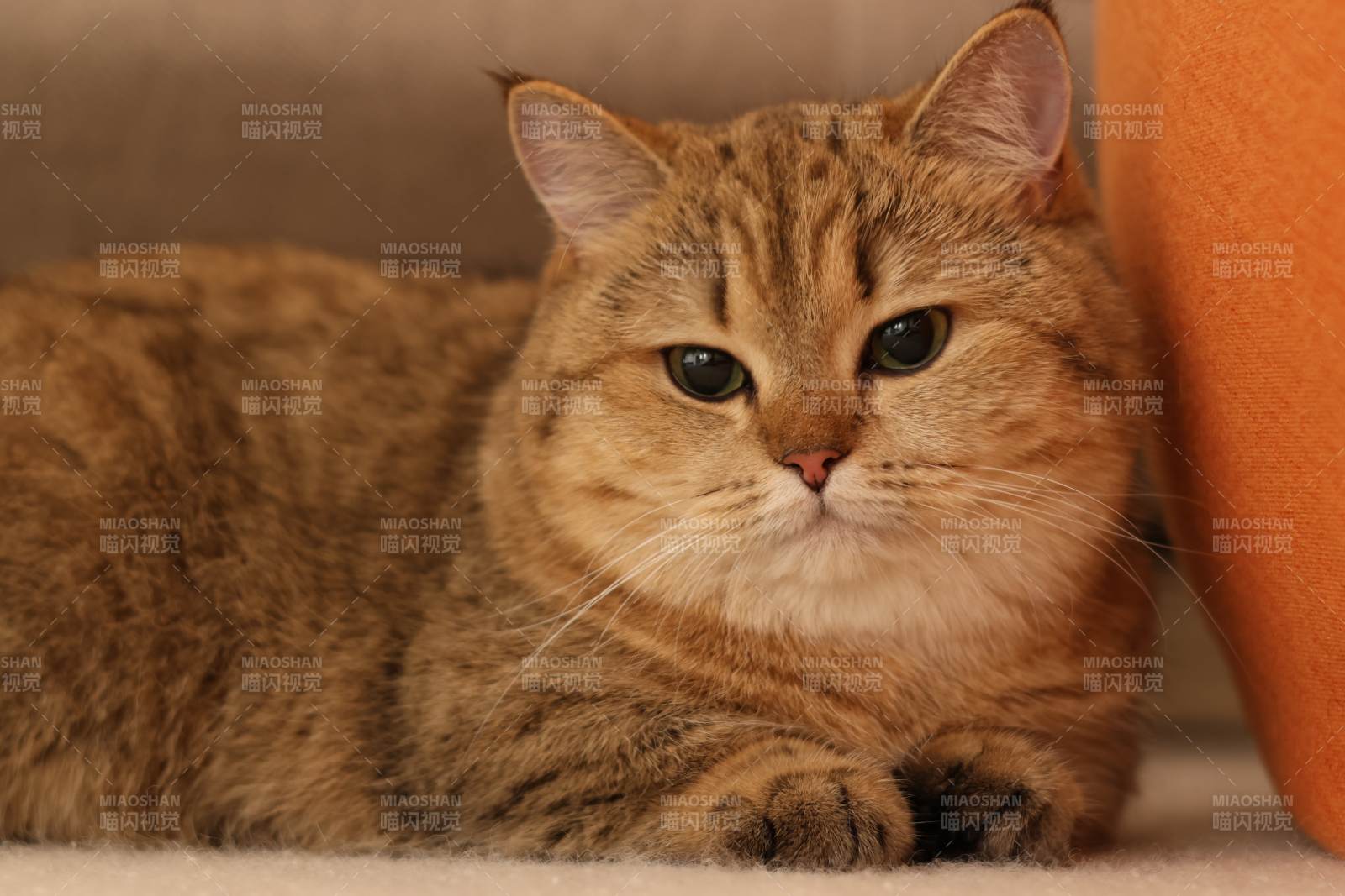 慵懒的金猫图片