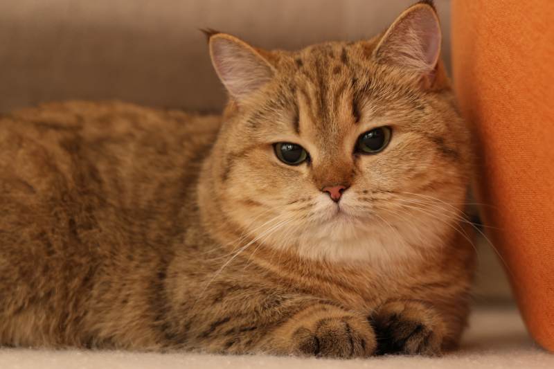 慵懒的金猫图片