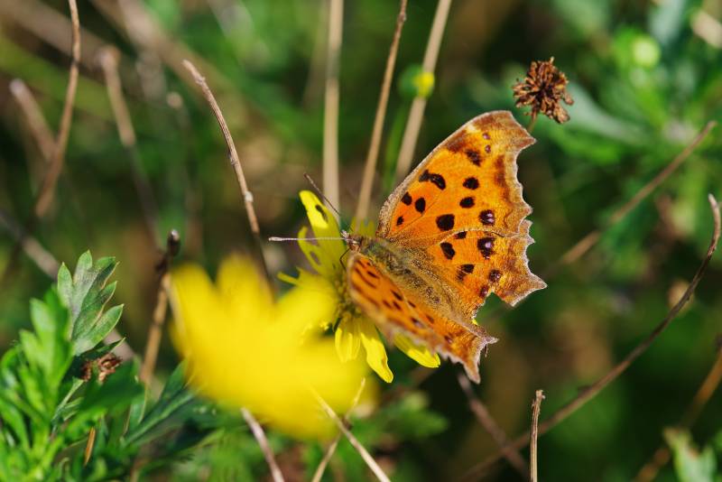 橙蝶栖黄花图片