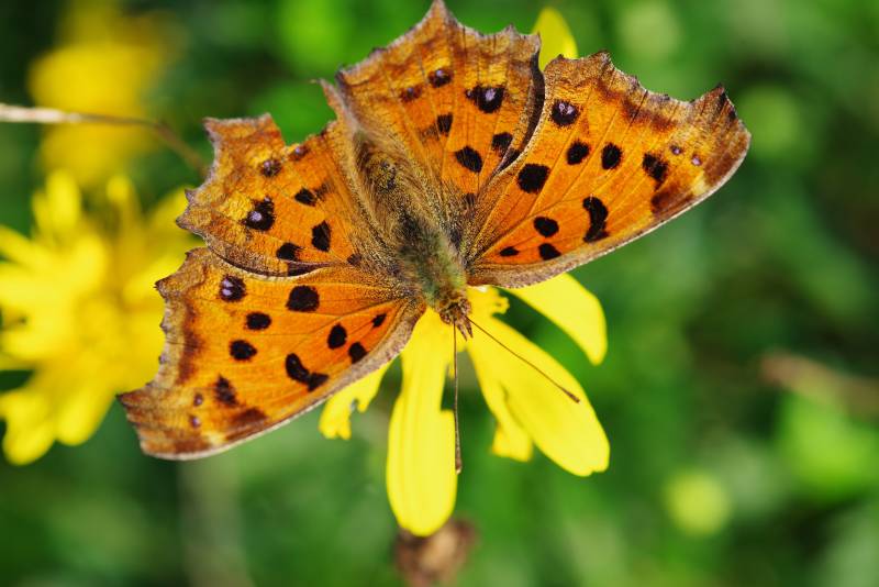 橙蝶栖黄花图片