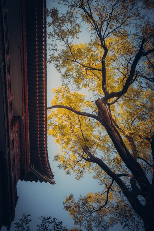 八大处大悲寺秋树映古檐图片