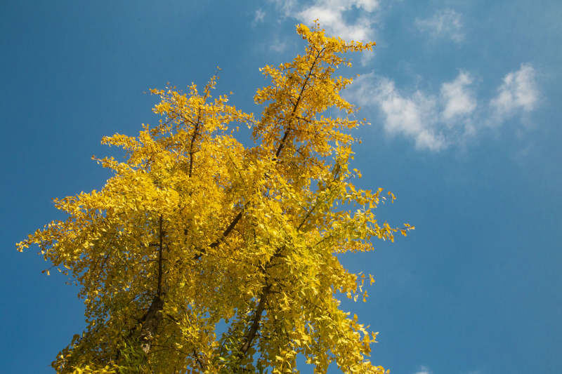 金秋树冠映蓝天图片