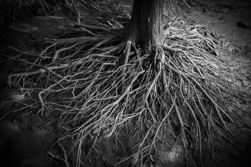 树根盘绕大地图片