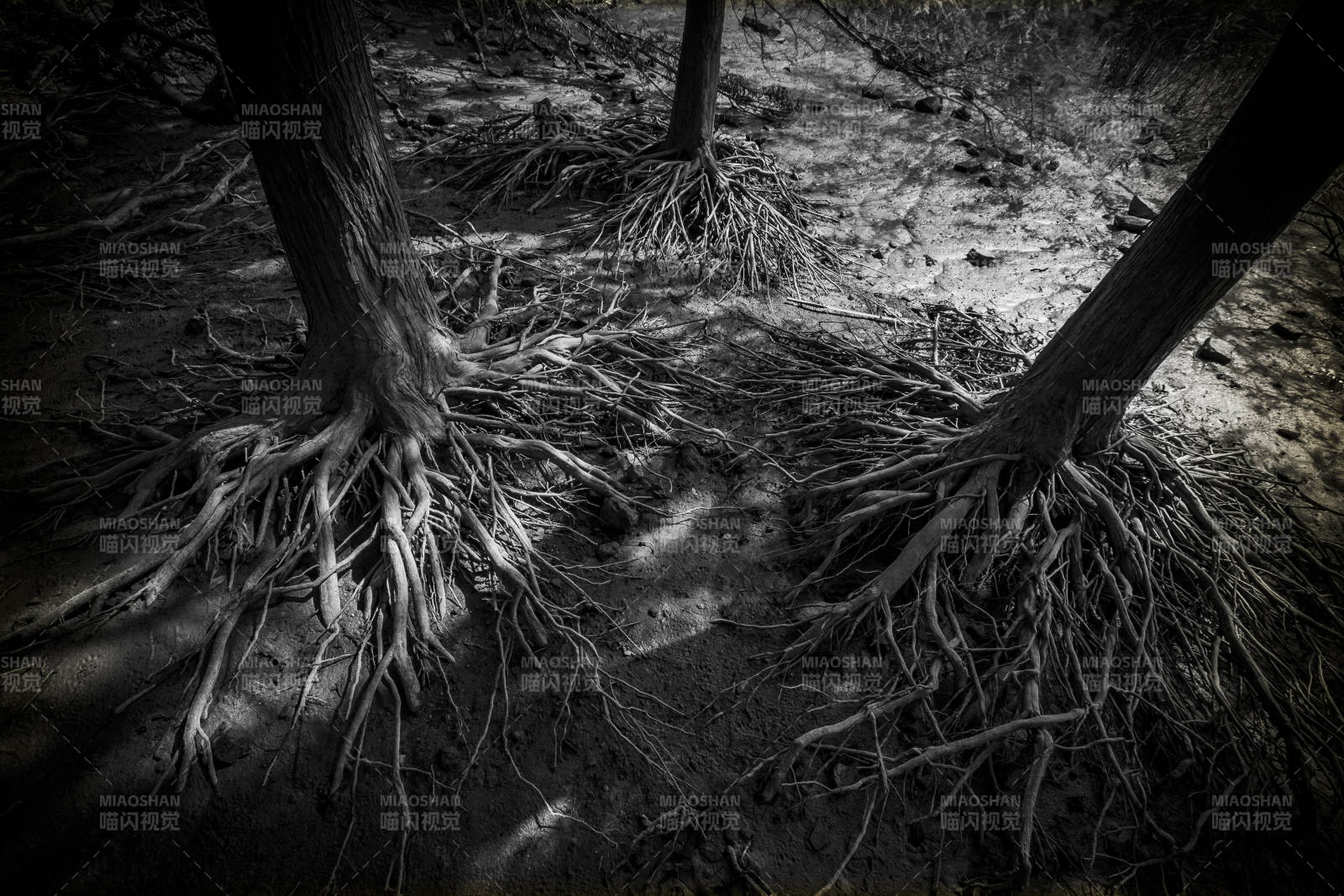 树根交错的幽暗森林图片