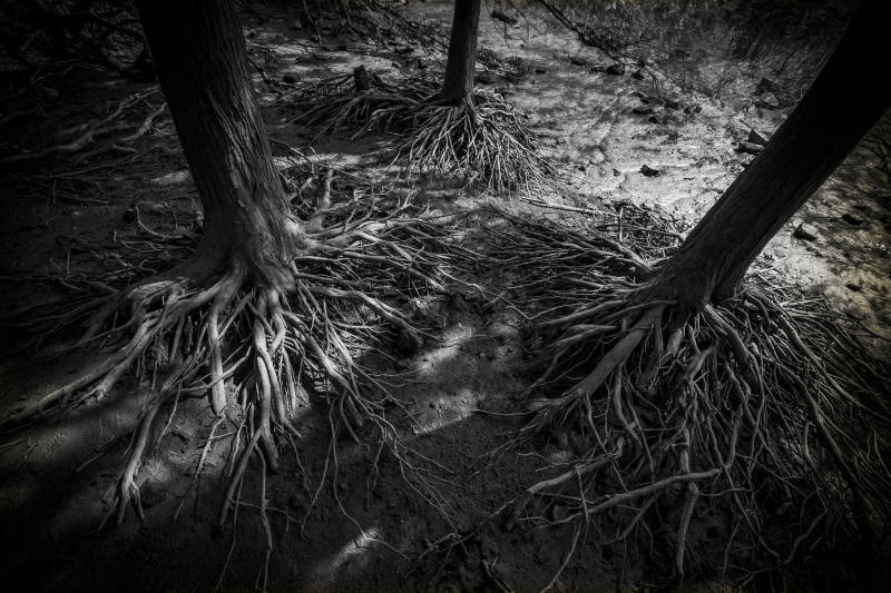 树根交错的幽暗森林图片