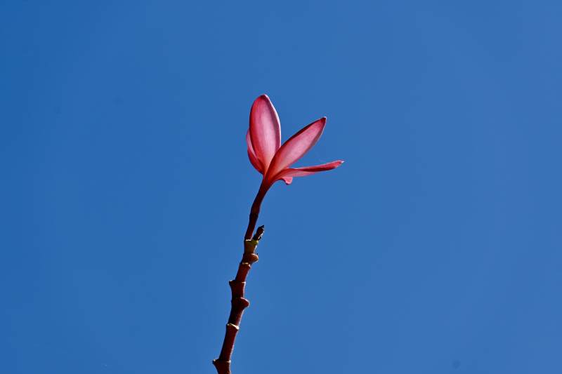 孤花映蓝天图片