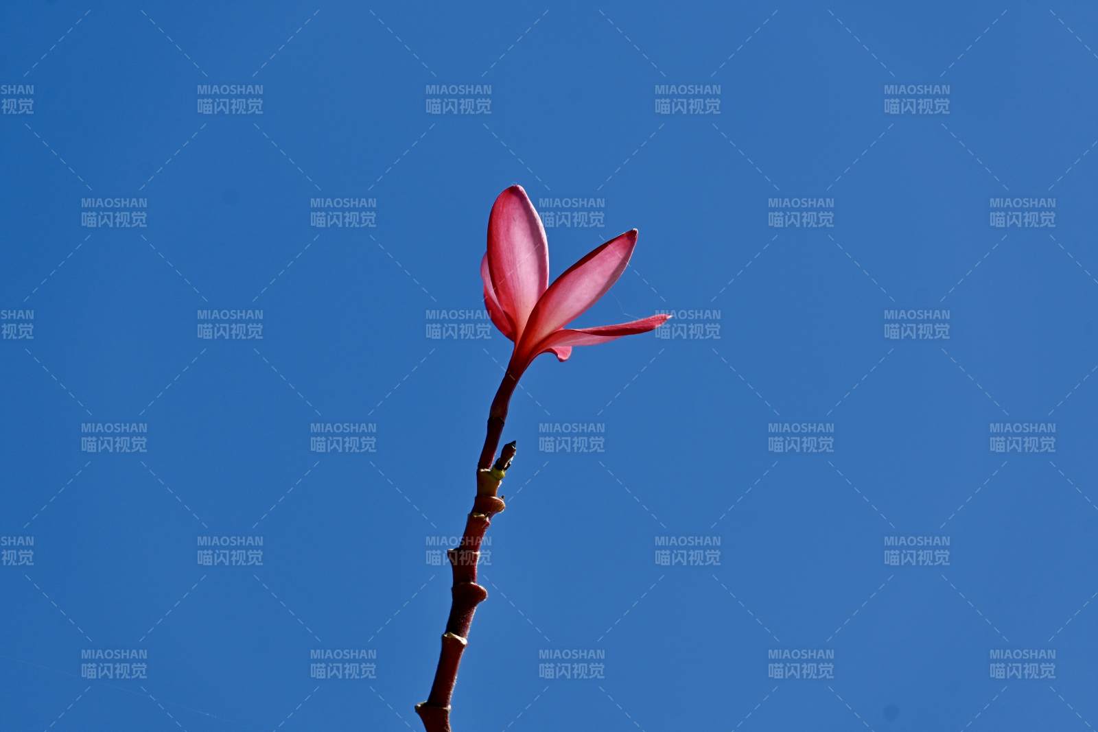 孤花映蓝天图片