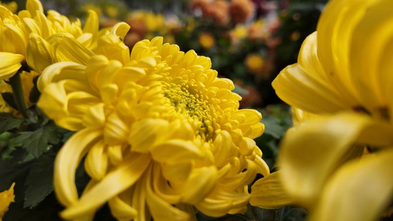 金菊绽放 秋意浓图片