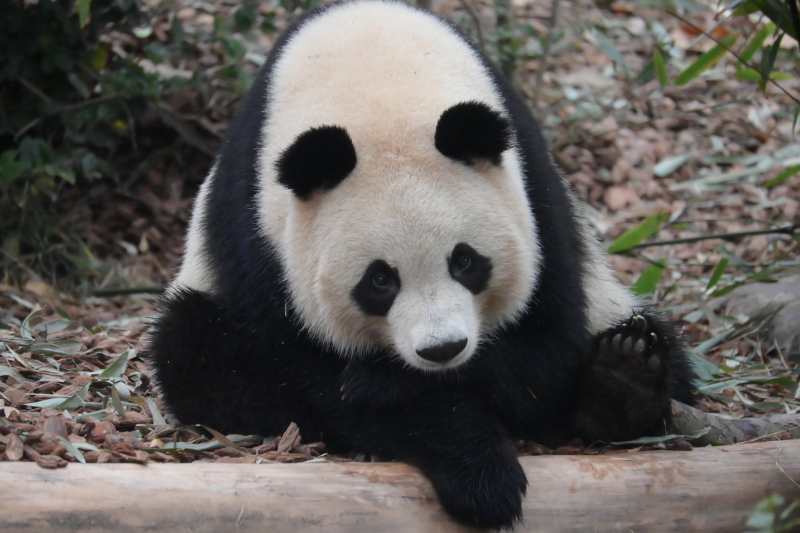 熊猫静卧林间图片