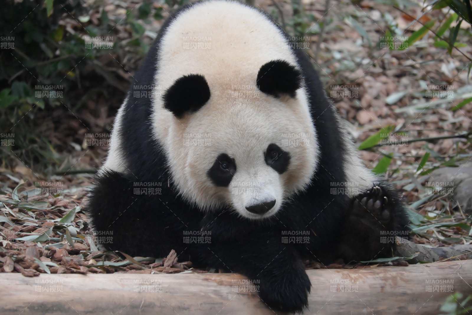 熊猫静卧林间图片