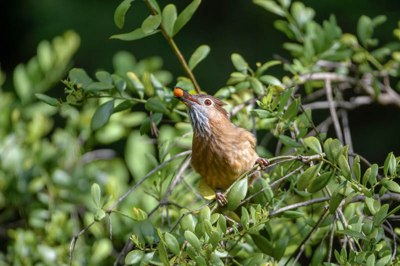 绿翅短脚鹎栖枝啄果图片