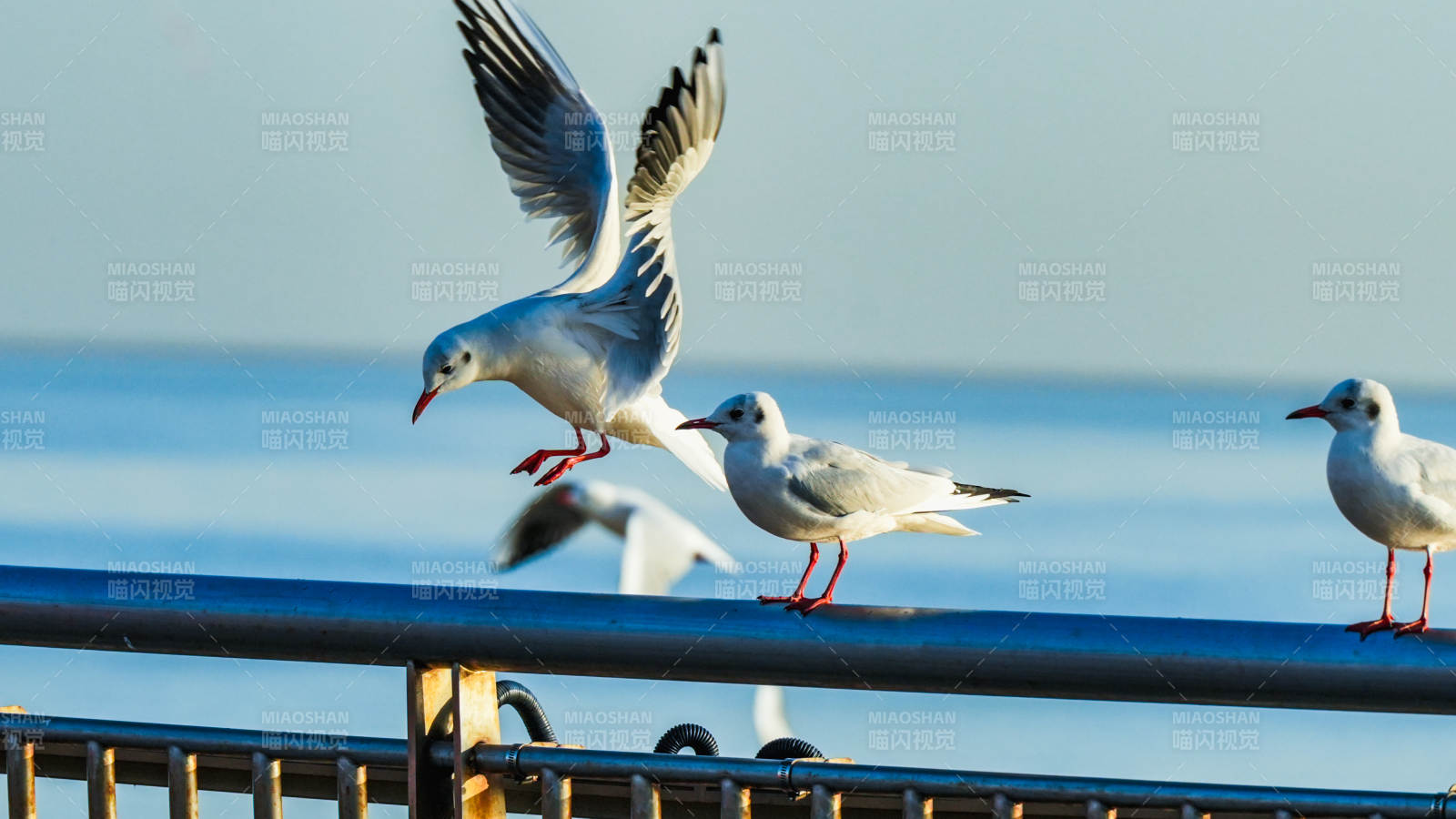 海鸥飞翔海边栏杆图片