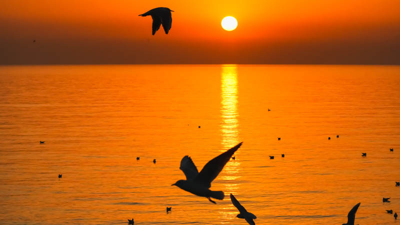 夕阳海鸟飞翔图片