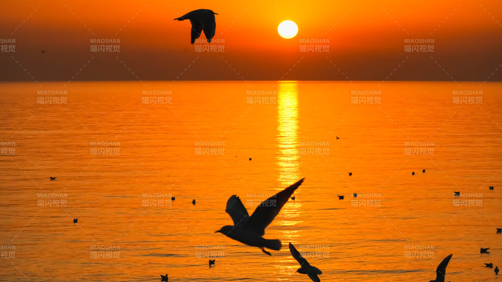 夕阳海鸟飞翔图片