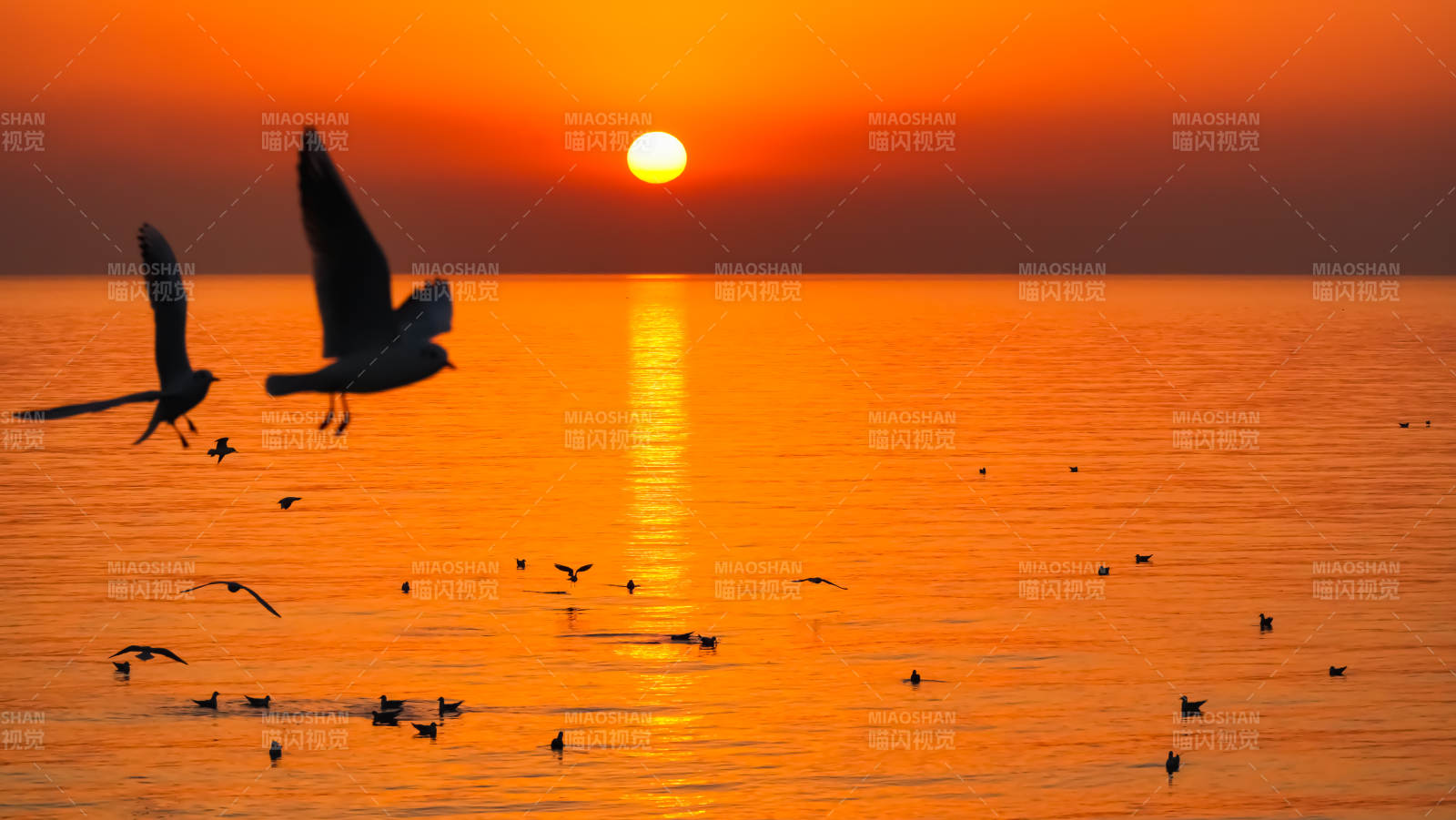 日落海鸟飞翔图片