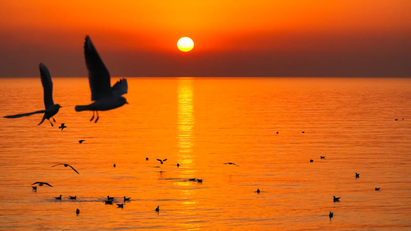 日落海鸟飞翔图片
