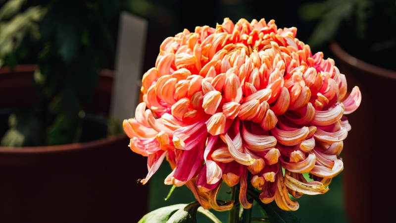 橙色菊花绽放图片