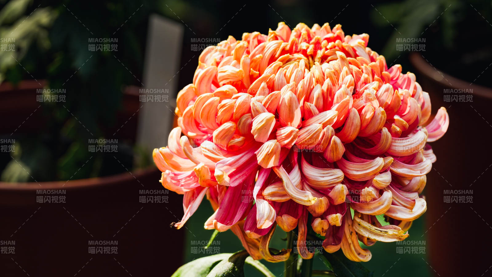 橙色菊花绽放图片