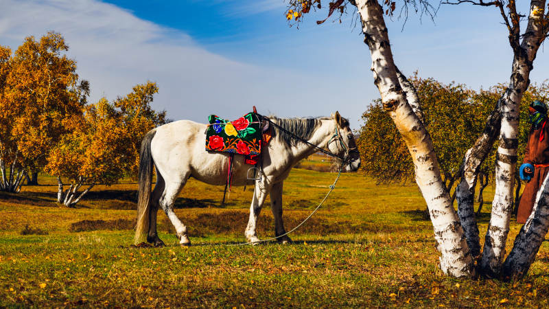 秋日白马静立林间图片
