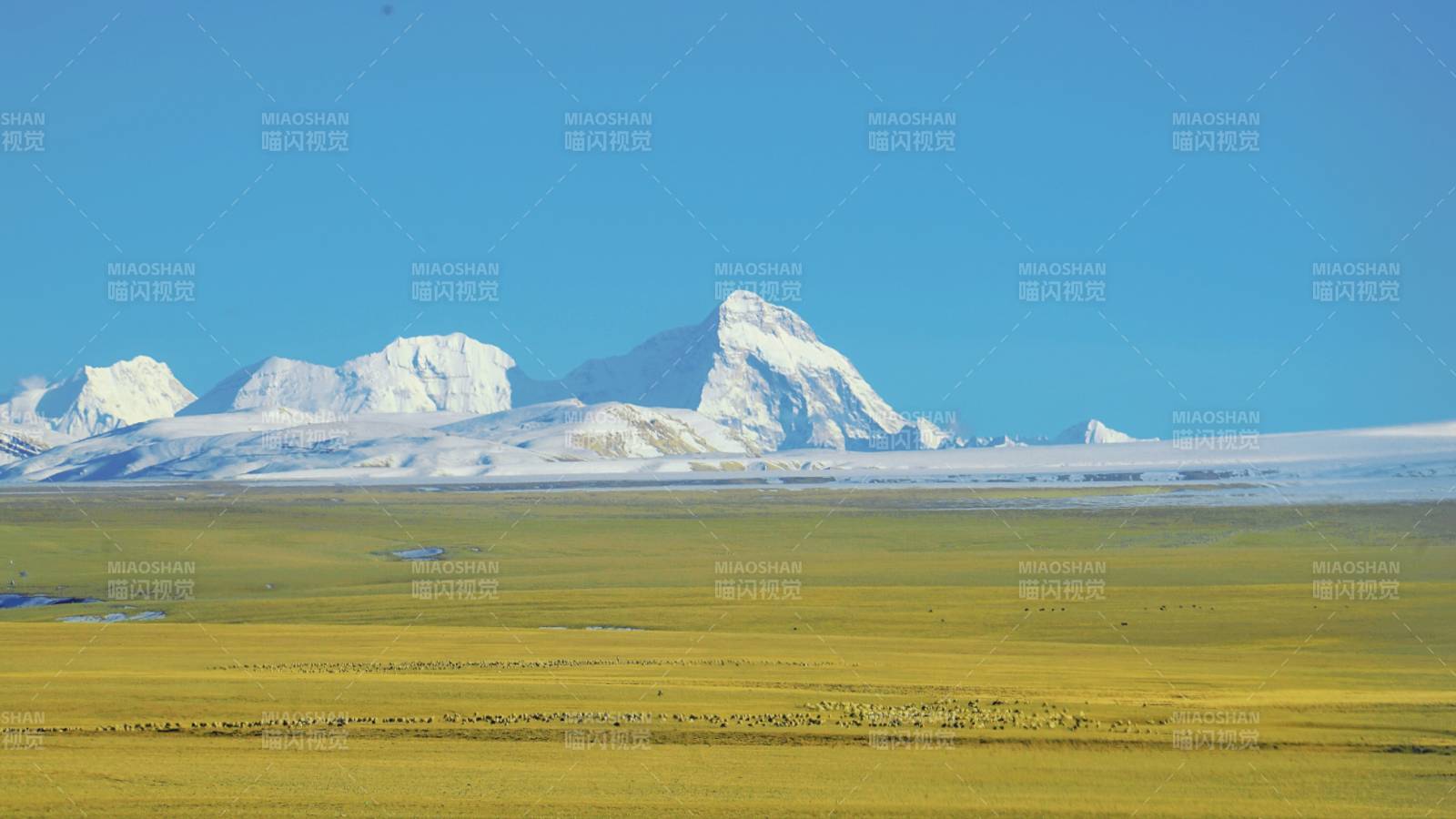 西藏雪山牧场风光图片