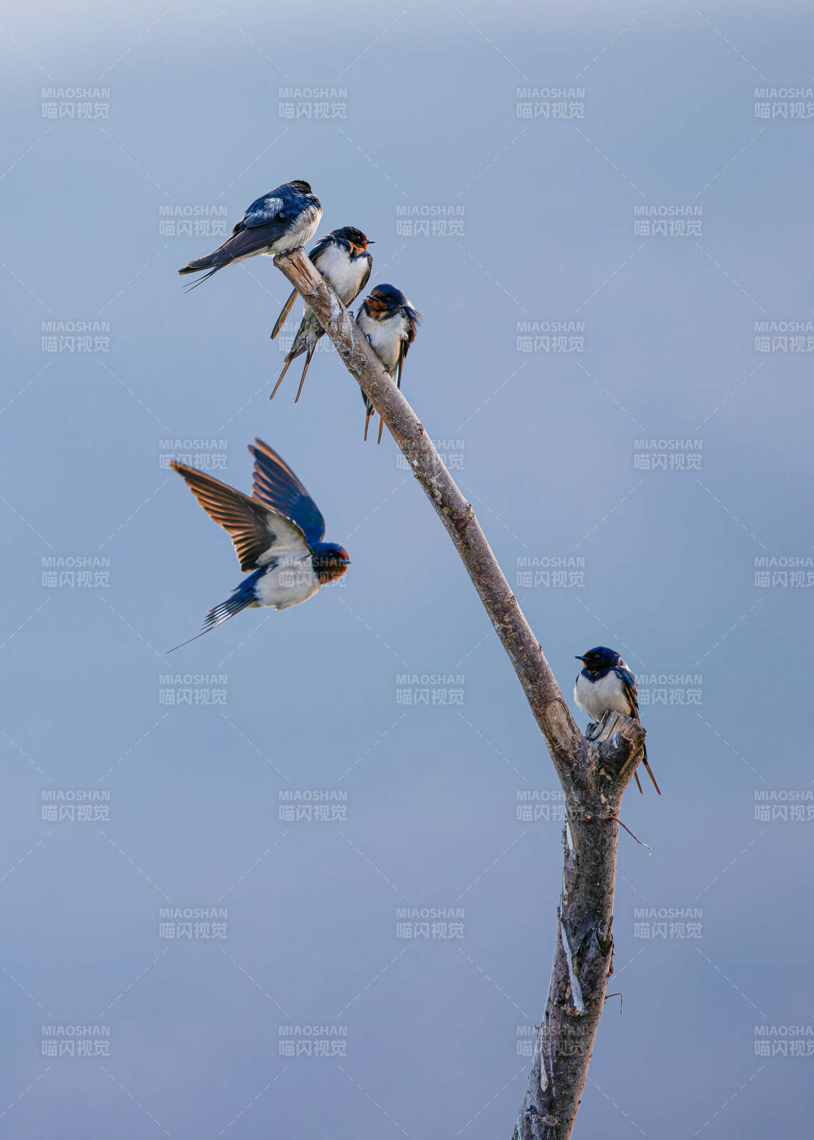 燕子栖枝 飞舞瞬间图片