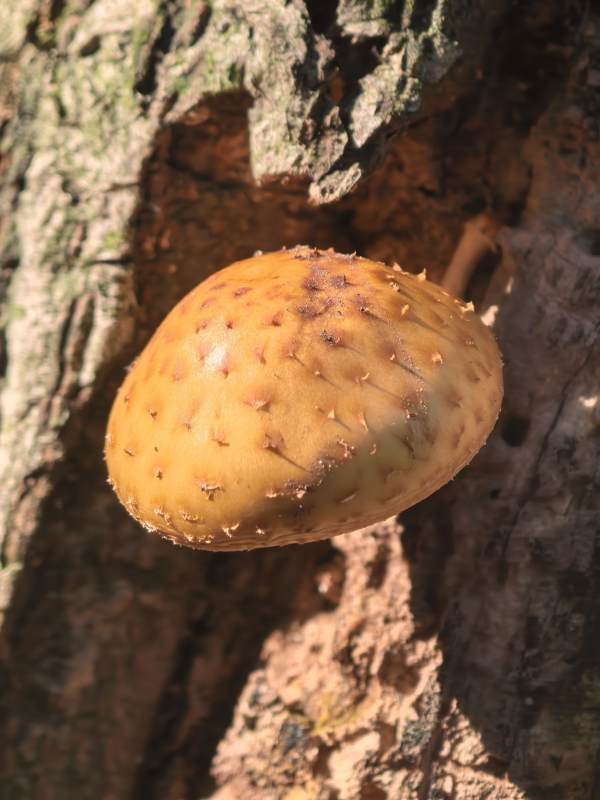 树干上的橙色蘑菇图片