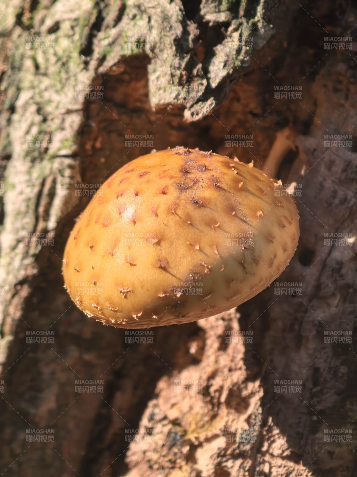 树干上的橙色蘑菇图片
