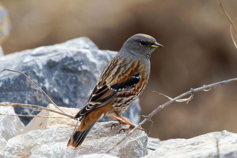 岩鹨栖息石上图片