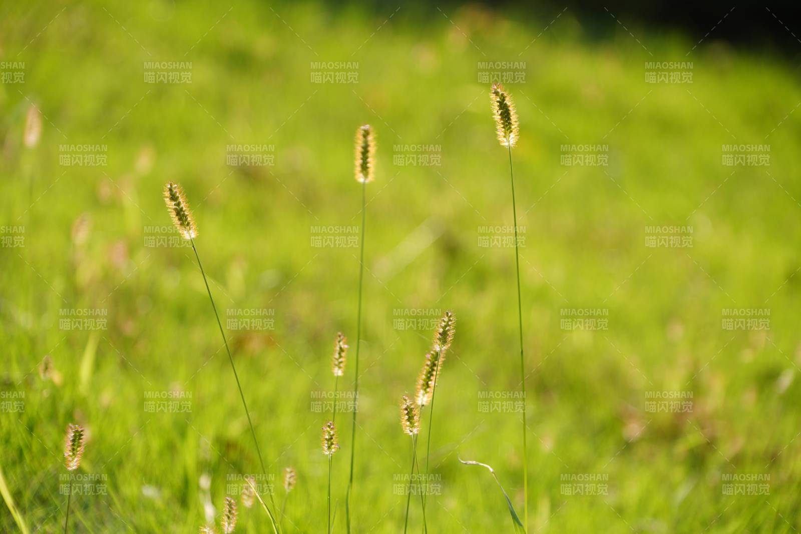 绿野草穗随风摇图片