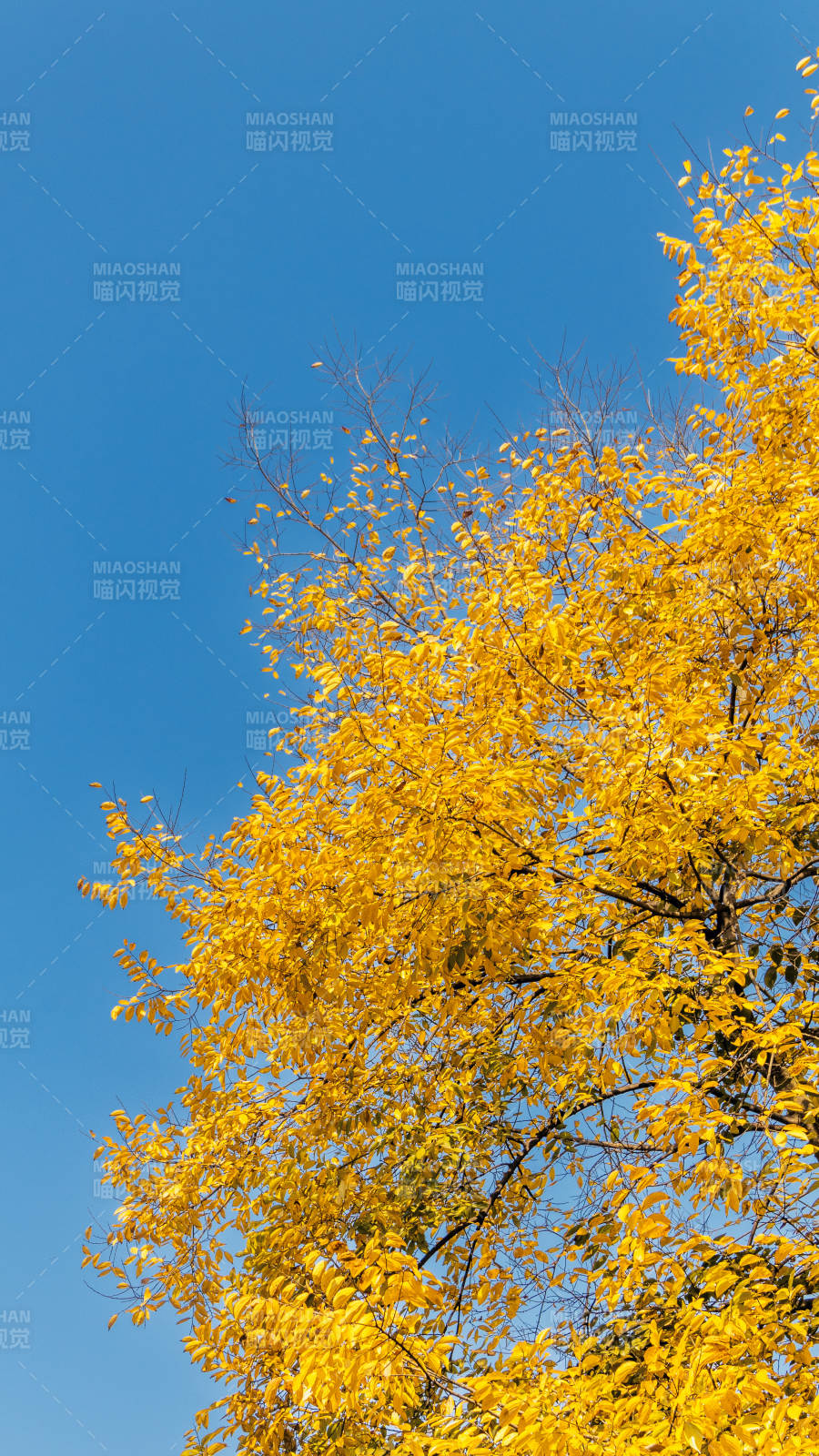 秋叶金黄映蓝天图片