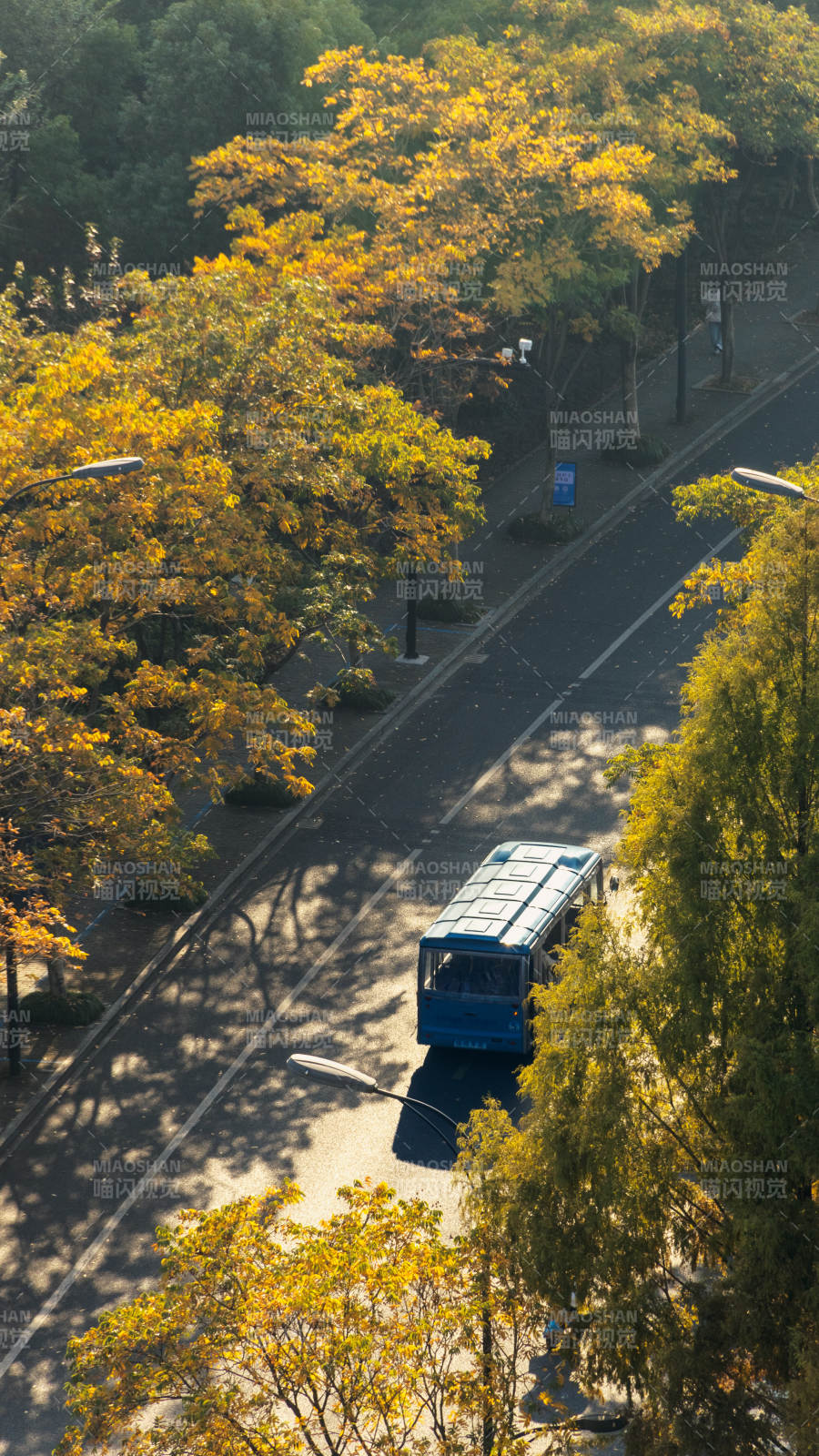 秋日公交穿林行图片