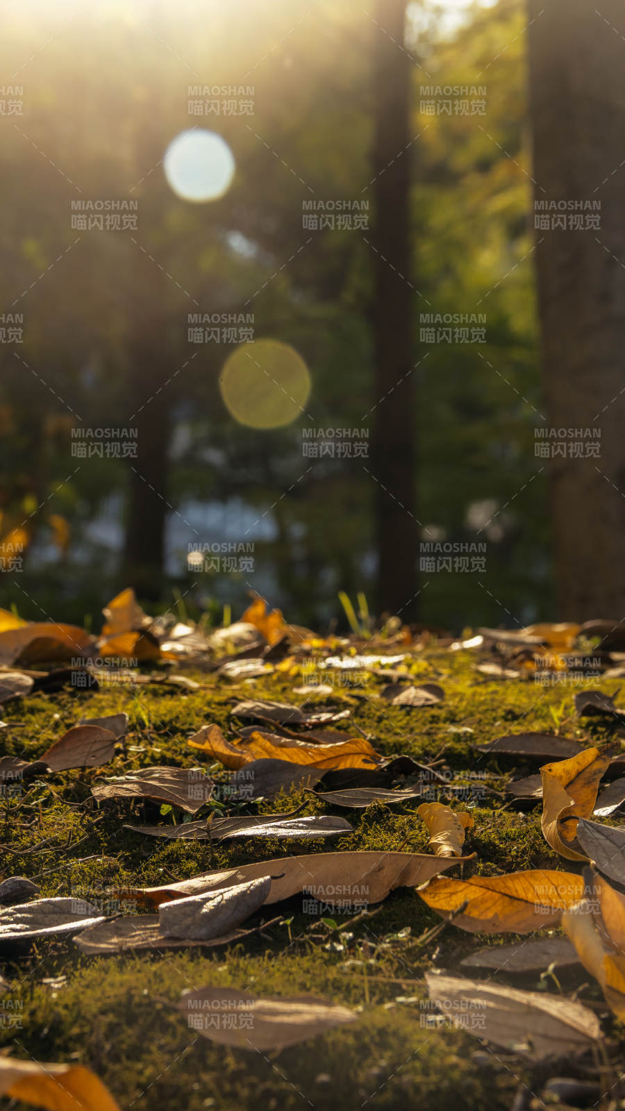 秋叶铺地 阳光斑驳图片