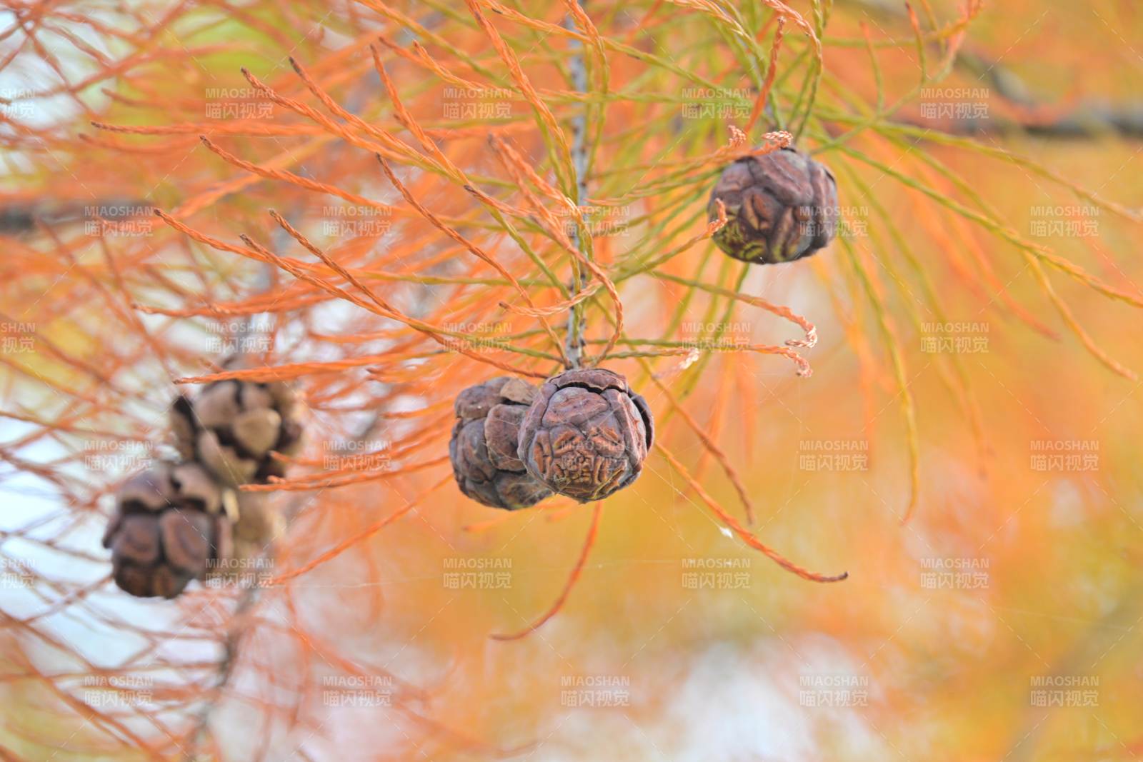 秋日松果枝头挂图片