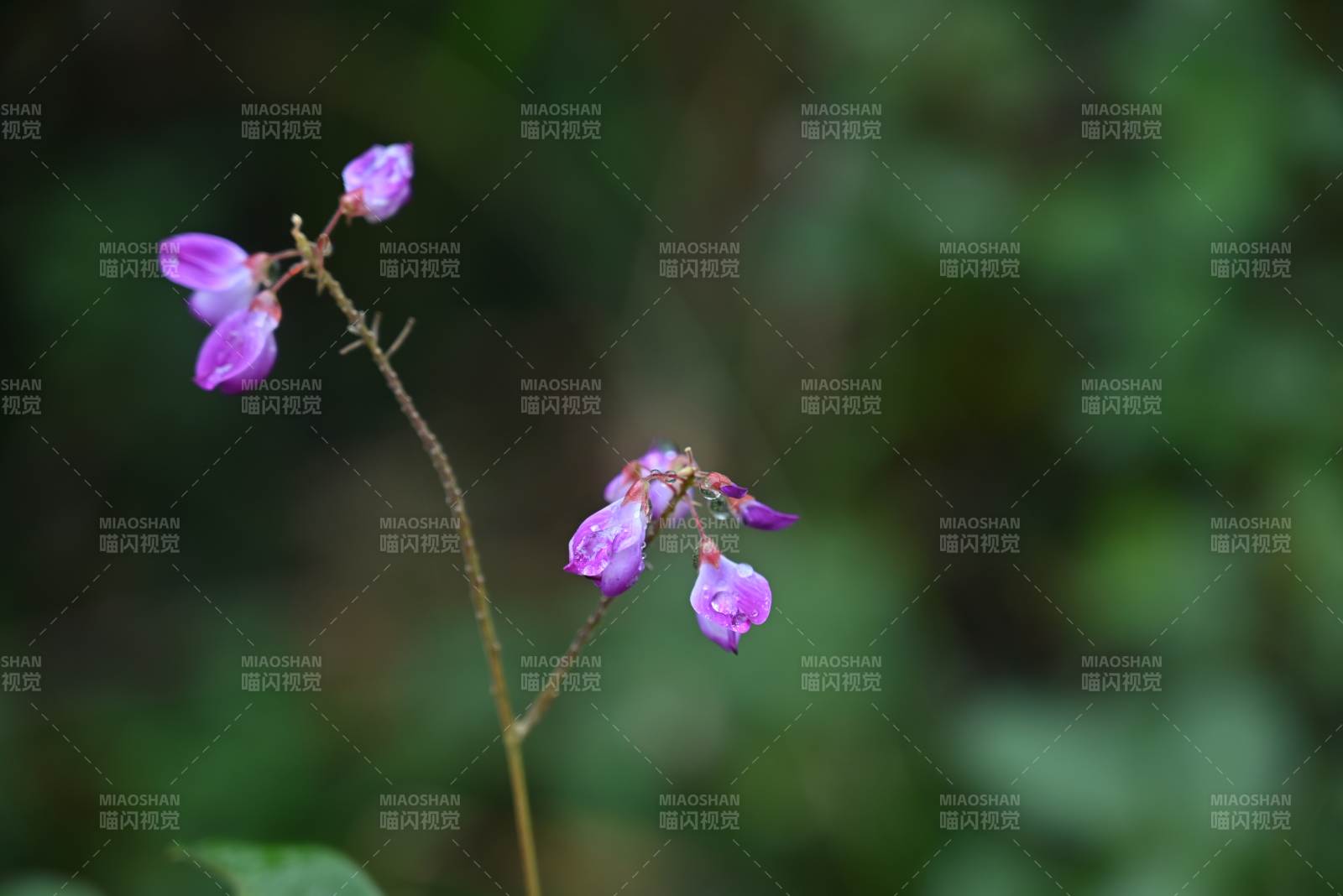 紫花在风中摇曳图片