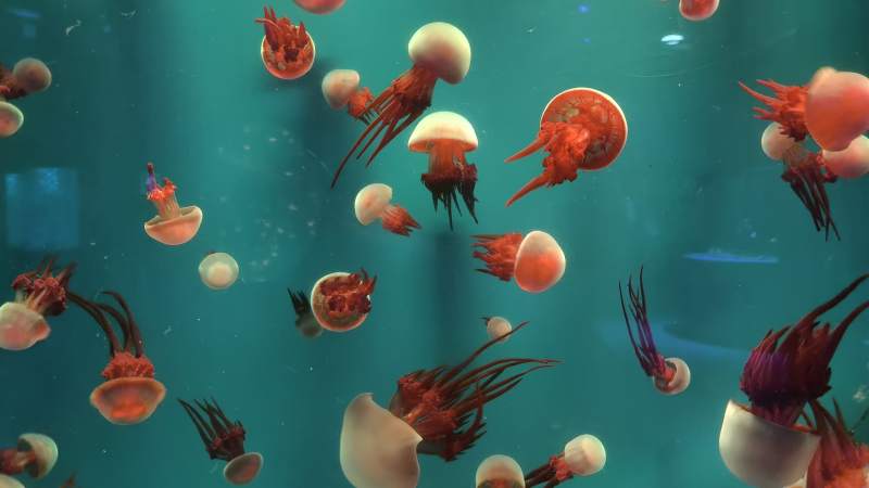 水母翩翩舞动图片