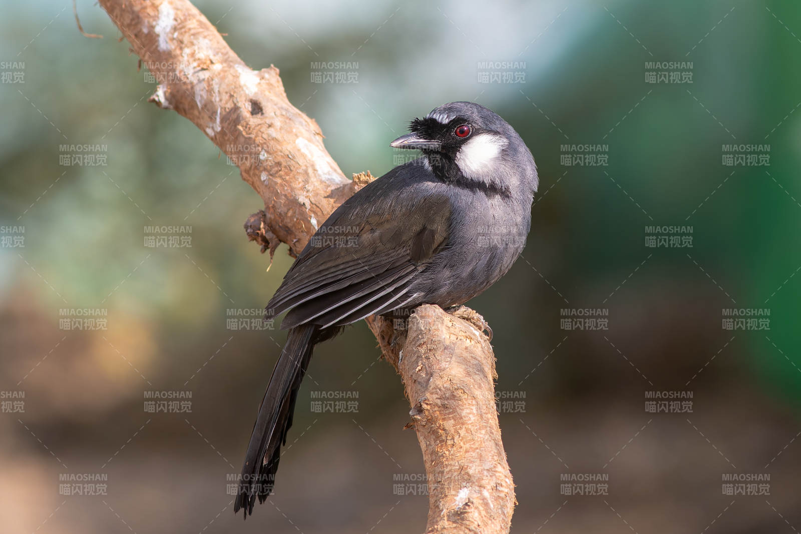 灰鸟栖枝头图片