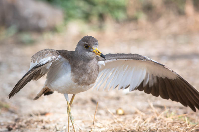 灰头麦鸡展翅图片