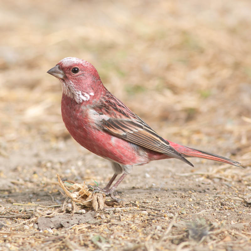 红雀觅食图图片
