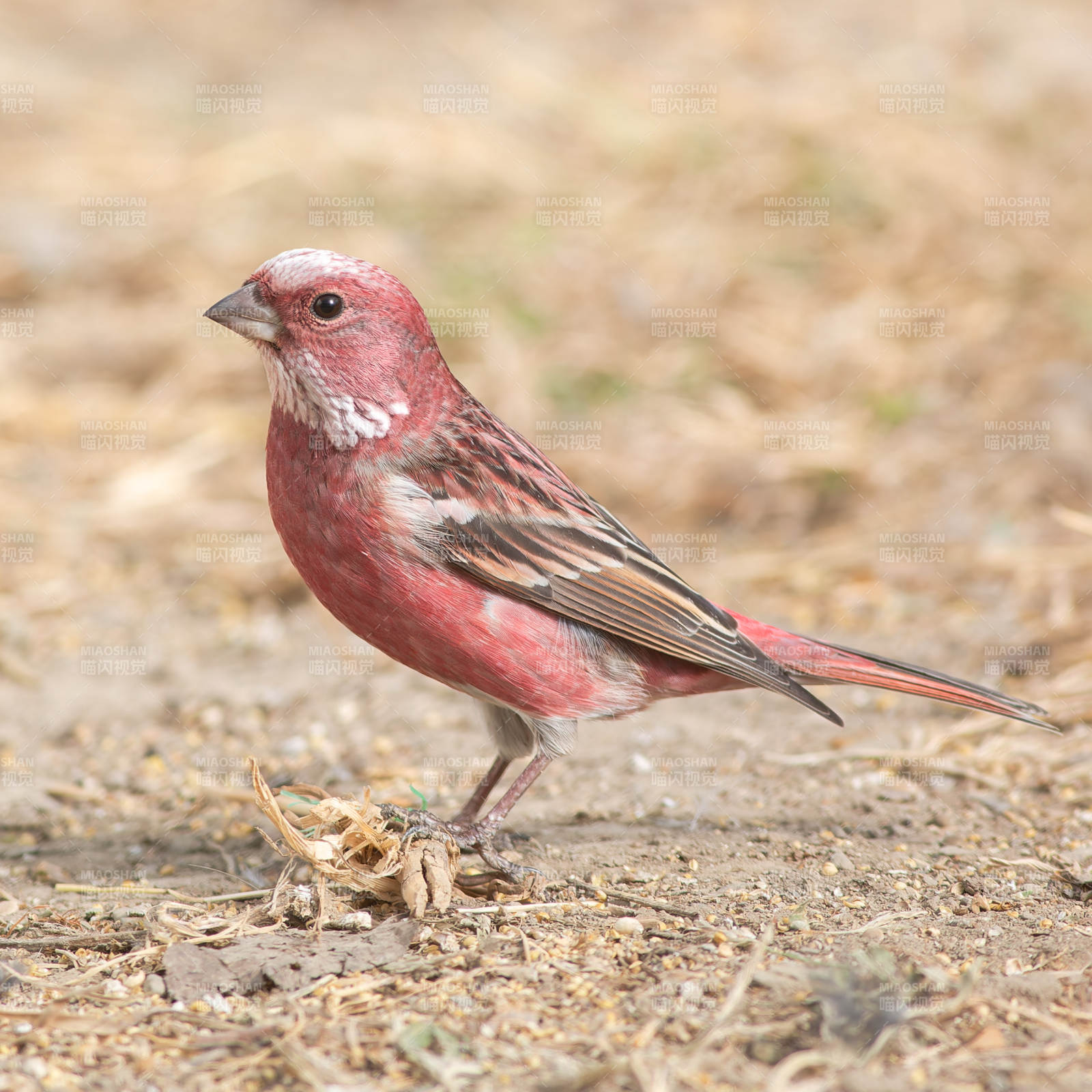 红雀觅食图图片