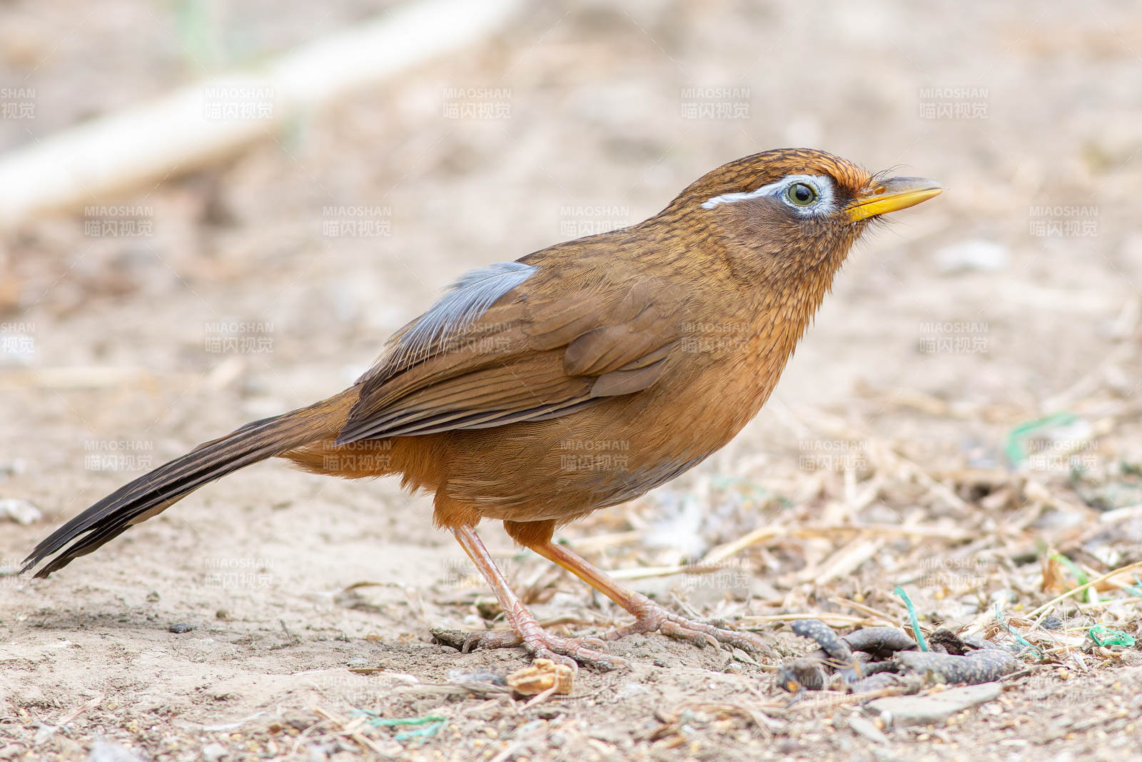 棕鸟觅食沙地图片