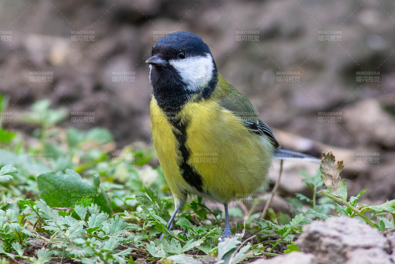 黄腹山雀栖息草丛图片