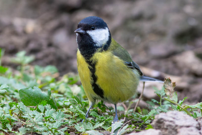 黄腹山雀栖息草丛图片